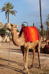 11: 09 Morocco-Camel-Ride-1