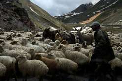 5: 3a sheepnearkazbegi