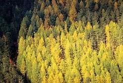 24: 34a Forests-marked-by-history-and-humanity_medium