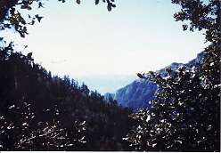 37: 45 forest