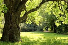 A tree in a grassy area
Description automatically generated