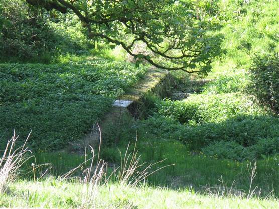 A stream running through a forest
Description automatically generated