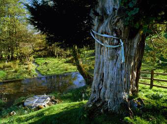 A tree with a ribbon tied around it
Description automatically generated