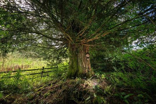 A tree with many branches
Description automatically generated