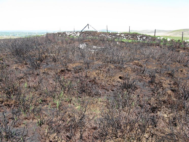 A field of burnt grass
Description automatically generated