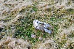Pen Cae Newydd Standing Stone<br>Pen Cae Newydd Standing Stone

  Pen Cae Newydd Standing Stone (possible)