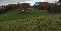 Cefn Crug Iron Age Fort<br>Site Name: Cefn Crug Iron Age Defended enclosure

Country: Wales County: Carmarthenshire (Sir Caerfyrddin) Type: Hillfort

Nearest Town: Llandovery

Map Ref: SN786355

Latitude: 52.004621N  Longitude: 3.769985W

Condition: 2 Ambience: 4 Access: 3 Accuracy: 5

A bivalate, hill top defended enclosure over looking the Town of Llandovery. Coflein is correct in suggesting that it is best seen from the air for on the ground it is difficult to identify the features.