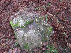 Cup Stone on Mill Hill<br>Site Name: Cup Stone on Mill Hill

Country: England County: Gloucestershire Type: Rock Art

 Nearest Village: Brockweir

Map Ref: SO545014

Latitude: 51.709479N  Longitude: 2.659906W

Condition: 4 Ambience: 4 Access: 4 Accuracy: 5

This is a cup or bowl stone possibly used for grinding corn before there was a mill on Mill Hill near Brockweir I have known about this stone for many years having been told about it by Toby Groves, the person who discovered it



Here is an excerpt from the book "The Archeology and history of Ancient Dean an The Wye Valley" by Brian Walters first published in 1992. Page 35. in which it is mentioned. "Recent field work by Brian Johns has identified several cup marked and incised groove stones in Dean. The first to be found were in Blakeney Hill woods where one had been incorporated into a later stone structure while two others lay nearby. Three more were found on Broom Hill near an ancient trackway and not far from the "Drummer Boy Stone", itself hollowed out. Other rocks with incised grooves were found near the above sites. Examples are now in the nearby Dean Heritage Museum. A further cup-stone was noted by Toby Groves in a field near Abbot's Mill, Brockweir, although it was more bowl than cup-shaped being 18cm in diameter and over 7cm deep."