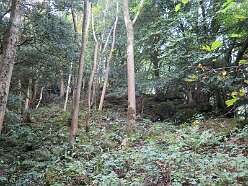 Blackfield Wood<br>Blackfield Wood