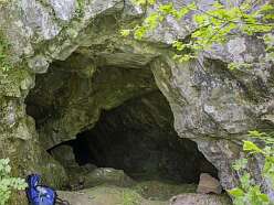 Druids Crag Cave<br>Druids Crag Cave

Craig Derwyddon; Pant-y-llyn

Primary Reference Number (PRN) : 815

Trust : Dyfed

Community : Llanfihangel Aberbythych

Unitary authority : Carmarthenshire

NGR : SN6053116727

Site Type (preferred type first) : PREHISTORIC CAVE OCCUPATION

Status : Site of Special Scientific Interest



Summary :

Cave partially damaged by quarrying in which human skeletons were said to have been discovered along with faunal remains of elk and wild boar, during the early nineteenth-century. Further bones and an iron artefact were discovered from the cave in the early 1980s and a bear tooth was found in 1985.



MB 31.07.17



Description :

The cave site was visited in Feb 2019 but only one cave entrance could be found (referred to as cave 2 on the ogof.org.uk website.

The small entrace was located next to the public footpath. Its opening was approximately 0.5m wide and 1.0m high. The cave is narrow and inclines steeply downwards. The floor is covered in foliage and probably hides sediment which may conceal archaeological deposits. The cave extends at least 6m back. It is probably well visited as it is conveniently located on a public footpath making it easily accessible.

CE Feb 2019



The cave was visited by Barton and Collcutt as part of their cave survey in 1986. The site has no exact name. It is more properly called Pant-y-llyn cave but this may refer to several cave remnants throughout the disused quarry. The cave has almost been completely destroyed by quarrying. See survey report for photos. CE 27/07/18



Human bones found at Pantyllyn or Craig-y-Derwyddon caves in the 19th century. Wild boar and elk teeth were also found.



Limestone cave system in which a quantity of human bone was recorded in the last century. Undated, but probably prehistoric? A highly doubtful early medieval attribution has also been proposed, but there is no current evidence for an early medieval date. NDL 2003



The cave was discovered by quarrymen in 1813 during blasting of the limestone outcrop. Twelve skeletons were said to have been found together with the bones of elk and wild boar. The human bones and faunal remains were said to have been reburied in the cave whilst one skull was given the Dean William Buckland who is alleged to have deposited the skull in the Ashmolean Museum in Oxford.

Writing in 1893, a local historian attempted to debunk the myths associated with this find, and to locate the extant deposits of this cave (Stepney-Gulston, 1893). He ascertained that the remainder of the bone assemblage had been deposited at the mouth of the cave and had since been buried by quarry waste.

The choked entrance to the cave was rediscovered in 1962 but was not pursued again until the early 1980's when the new land owner began to dig out the choked passage. Bones and an iron implement were recovered from these diggings and the efforts were made by the NMW to remove some of the quarry debris to reveal blocked entrances but to no avail. The southern end of the quarry was partially surveyed by DAT in 1983 and a length of former cave passage was identified in the quarry face (Murphy, 1983).

The landowner continued to excavated the choked passage revealing more faunal remains and invited Mel Davies to identify the assemblage. In between the further extension of the passage, the entrance was noticed by two school boys who entered and recovered what was later identified as being a bear molar from a deposit of bones within the cave passage (Davies, 1985). The remains of recently deceased dogs, badgers and birds were discovered. The presence of the bear molar presented a problem of taphonomy and it was concluded that it must have derived from a higher level in the choke which was dominated by stalagmites and clearly of some age. This area was briefly searched for further remains but to no avail although it was considered possible that further remains may have been buried by the sandy sediments on the floor of the chamber. Davies and a small party continued to push the passage which measured around 600ft in length with only one main passage. Off-shoots from the passage were not surveyed (Davies, 1985).



MB 31.07.17



Writing in 1990 Tony Oldham describes the caves connections to local lore concerning links to King Arthur and Owain Llawgoch and includes a sketch of the situation of the skeletons found during the early 19th century (Oldham, 1990: 52). Oldham also describes the entrances and passages of the cave in great detail prior to the proposed recommencement of quarrying in 1992, and provides an extensive bibliography. This appears to be the most recent description of the cave and it is likely that it has been greatly impacted by recent quarrying.



Presumed damaged if not destroyed. Site not visited.



MB 24.08.17

Sources :

, Cambrian Cave Registry ( © )

Anwyl , 1907 , The early settlers of Carmarthen , Archaeologia Cambrensis : 7 : 361-388

Buckland, W , 1822 , Account of an assemblage of fossil teeth and bones of elephant, rhinoceros, hippopotamus, bear, tiger and hyaena and sixteen other animals discovered in a cave at Kirkdale, Yorkshire in the year 1821 with comparative view of five similar caverns in vario , Philosophical Transactions of the Royal Society of London : 112 : 171-236

Chamberlain, Andrew T. , 2017 , GAZETTEER OF CAVES, FISSURES AND ROCK SHELTERS IN WALES, CONTAINING HUMAN REMAINS ( © )

Davies, M , 1985 , Ogof Pant-y-Llyn: a new extension , South Wales Caving Club Newsletter : 99 : 26 - 28 ( © )

Jones, K , 1984 , Ogof Pant-y-Llyn , Isca Caving Club Journal : 2 : 14-36

Murphy, K , 1983 , Pant-Y-Llyn Bone Caves , Archaeology in Wales : 23 : 11

Oldham, T , 1990 , The Caves of Carmarthen: Part 3

R N E Barton & S N Collcutt , 1986 , A Survey of English and Welsh Palaeolithic Cave Sites

RCAHMW , 1917 , Inventory of the County of Carmarthenshire

Stepney-Gulston, A , 1893 , The Pant-y-Llyn bone caves , Archaeologia Cambrensis : 10 : 163-167 ( © )

Stratford, T , 1986 , Caves of South Wales

, 1893 , Archaeologia Cambrensis ,

, 1894 , Archaeologia Cambrensis ,

, 1912-13 , Transactions of the Carmarthenshire Antiquarian Society ,

, 1988 , Detailed Record File ,

, 1991 , Campaign for the Protection of the Gwenlais Valley ,

Anwyl,E , 1907 , Archaeologia Cambrensis ,

Campbell,JB , 1977 , Upper Palaeo Britain ,

DAT , 1983 , Archaeology in Wales ,

DAT , 1984 , SMR ,

DAT , 1985 , Working File ,

Eyre-Evans,G , 1923-4 , Transactions of the Carmarthenshire Antiquarian Society ,

Griffiths,WE , BA Finds,Carm ,

Independent , 1989 , Welsh valley's fight to keep quarrying at bay goes to court ,

LLoyd,JE (ed) , 1935 , History of Carmarthenshire ,

Many , 1989 ,

Ordnance Survey , 1968 ,

RCAHM , 1917 , Inventory of the County of Carmarthenshire ,

Stepney-Gulston,A , 1893 , Archaeologia Cambrensis ,

Western Mail , 1990 , Developers Cut Quarry Application ,



Events :

65485 : CRAIG DERWYDDON;PANT-Y-LLYN, FIELD OBSERVATION, 1968 (year : 1968)

84868 : CRAIG DERWYDDON;PANT-Y-LLYN, PARTIAL SURVEY, 1983 (year : 1983)

110480 : Caves Scheduling Enhancement Programme 2017 (year : 2017)

114183 : Caves Scheduling Enhancement Programme: 2017-19 Caves in South West Wales (Phase 2) (year : 2018)



Related records

44753

Cambrian Cave Registry 1315



Compiled date : 01-01-1950